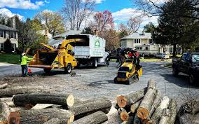 Best Hazardous Tree Removal  in Wintersville, OH